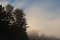 Autumn Forest, Foggy Bogs and Lake Superior Shoreline, Porcupine Mountains Wilderness State Park and Environs, Michigan